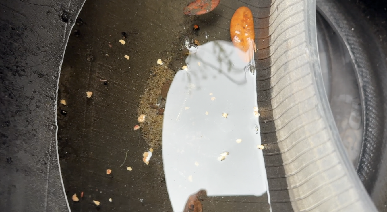 Dengue response: What Tampa Bay 28 found at a West Tampa tire shop — WFTS ABC Action News Tampa, Grafton Real Estate news